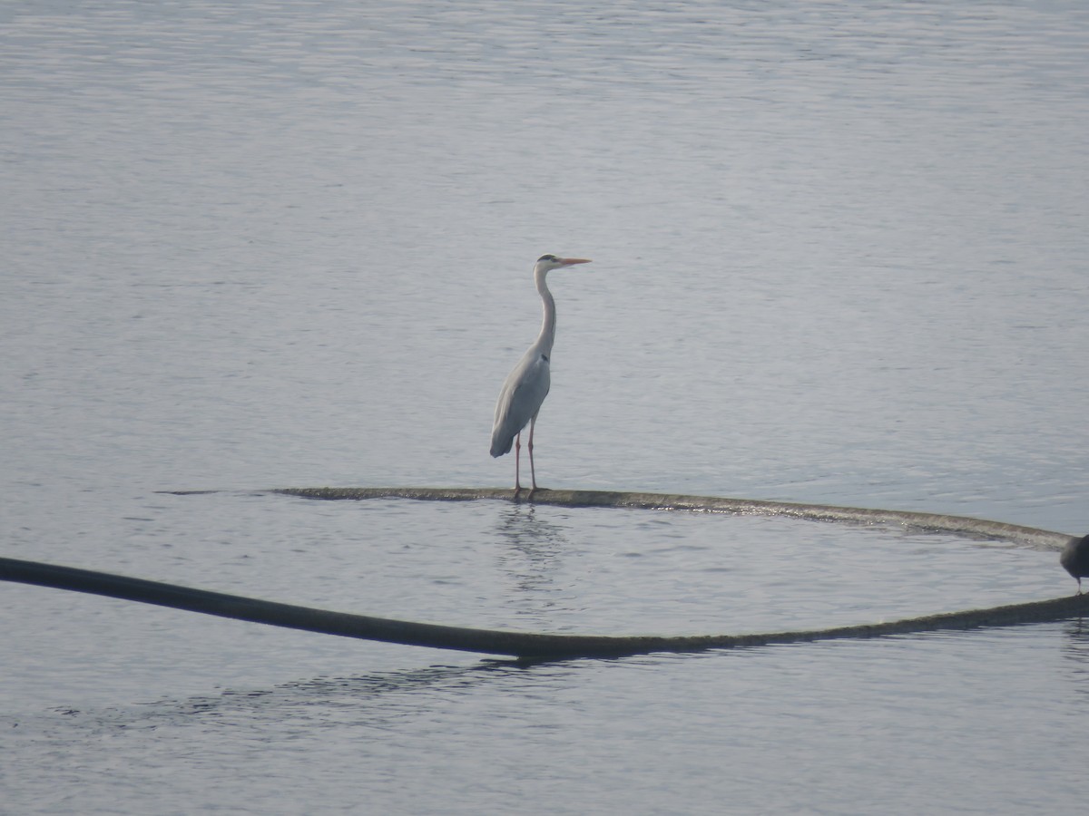 Gray Heron - ML646441440