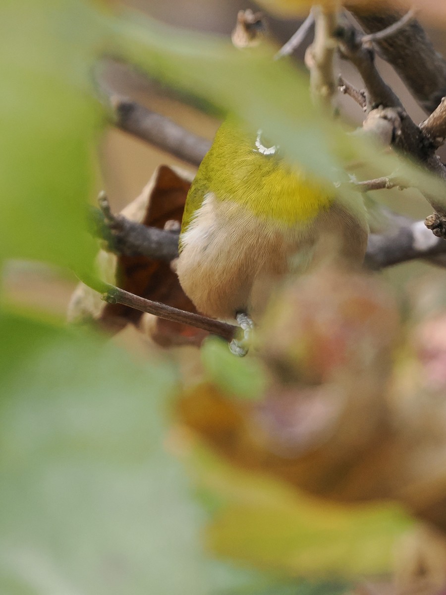 日菲繡眼 - ML646441442