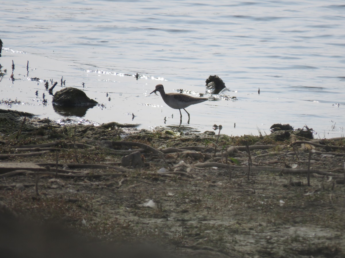 vodouš bahenní - ML646441443