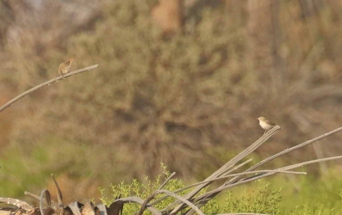 Asian Desert Warbler - ML646441444