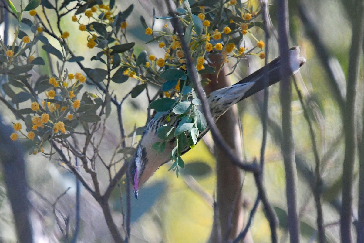 Spiny-cheeked Honeyeater - ML646441447