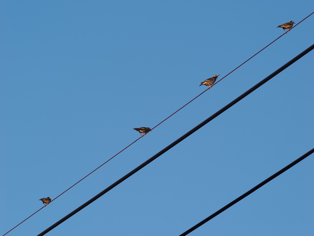 灰椋鳥 - ML646441448