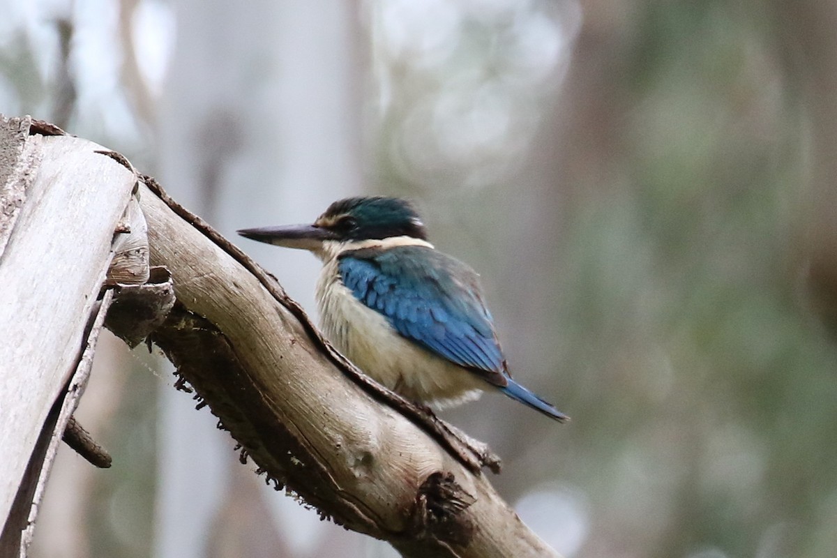 Sacred Kingfisher - ML646441449