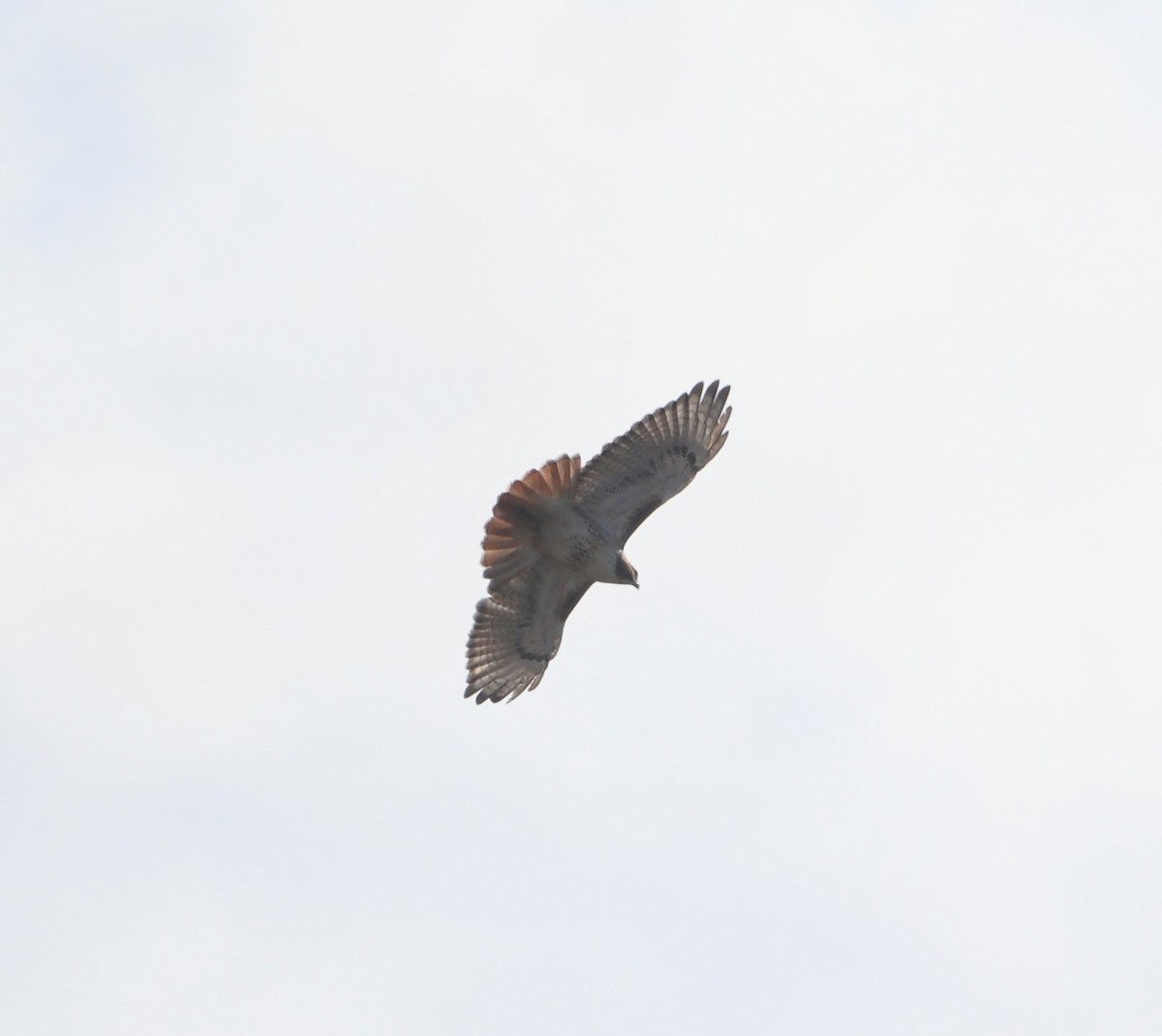 Red-tailed Hawk (borealis) - ML646441452