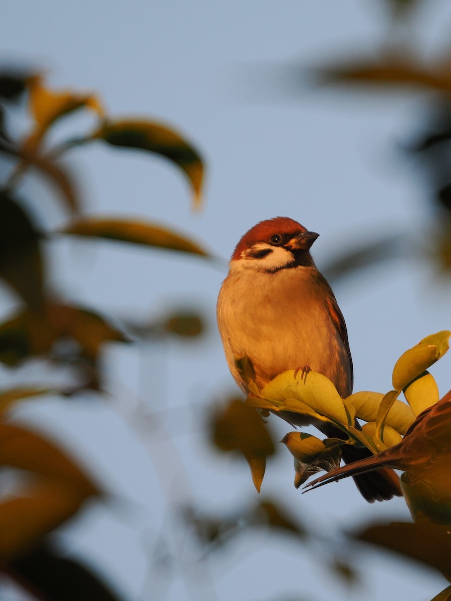 Eurasian Tree Sparrow - ML646441454