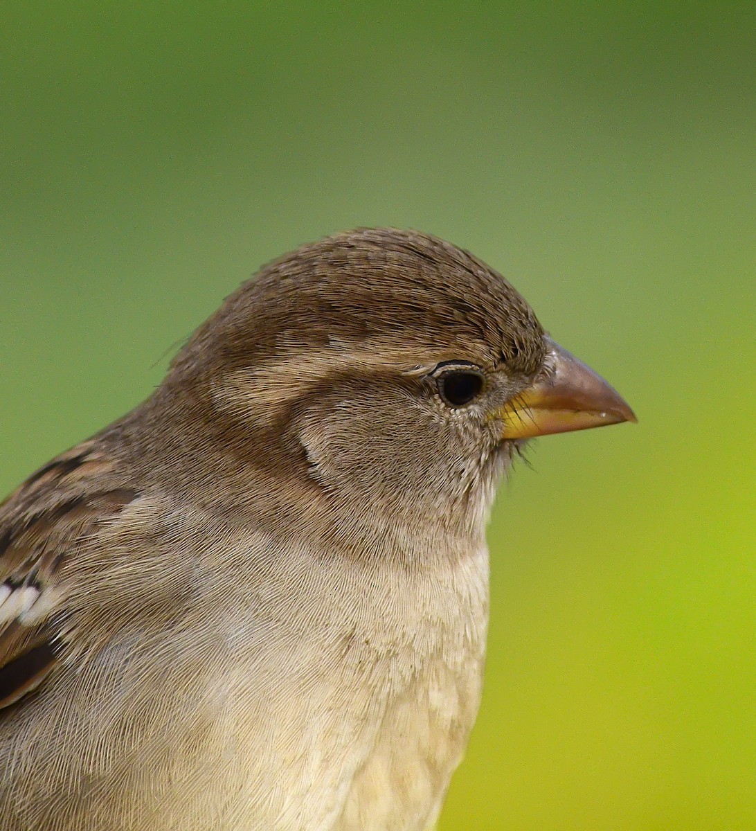 House Sparrow - ML646441456