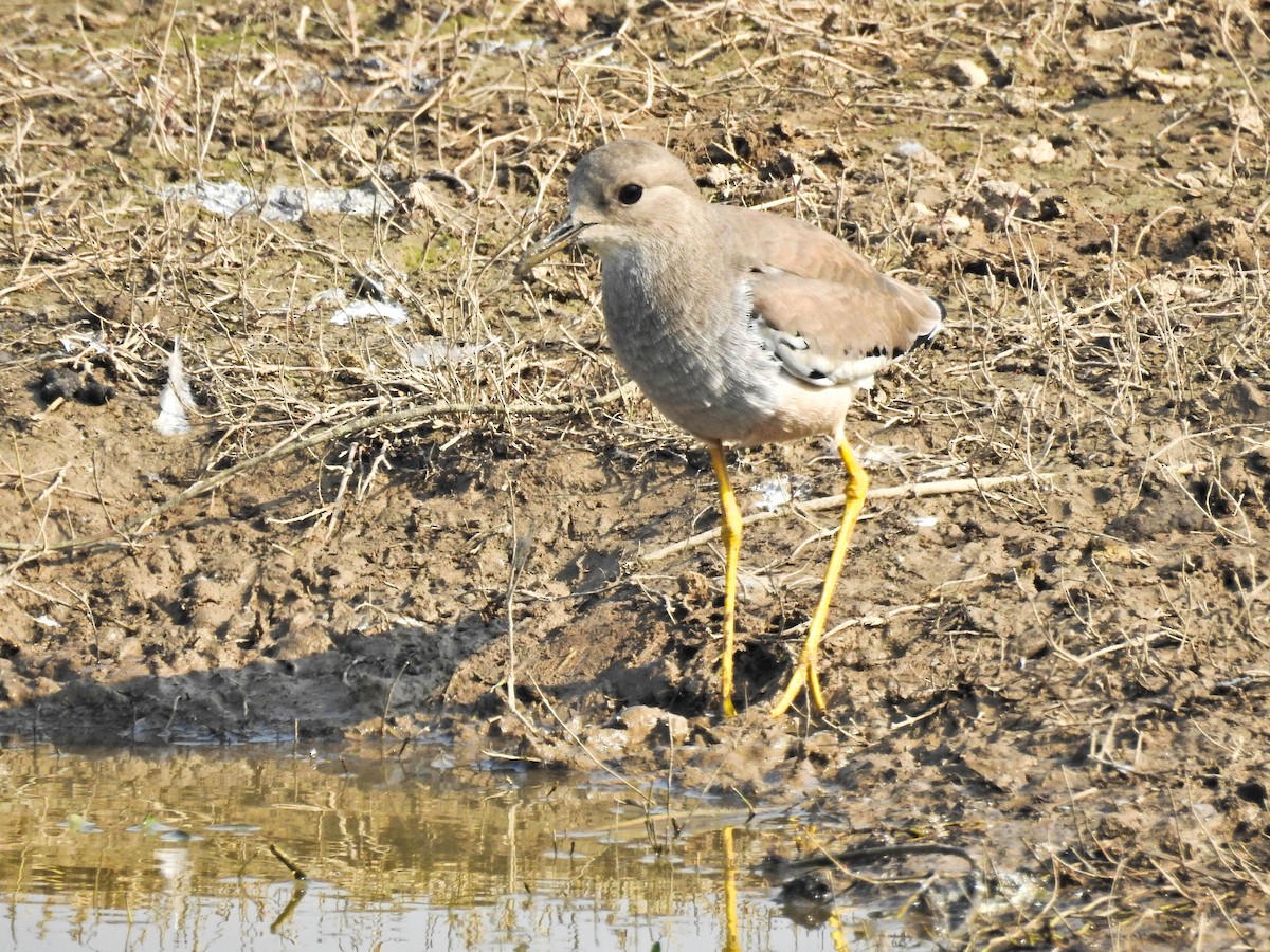 White-tailed Lapwing - ML646441457