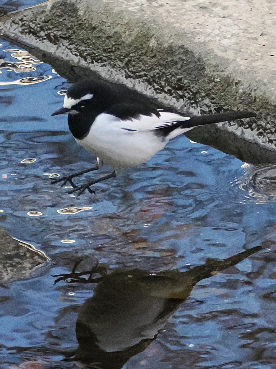 Japanese Wagtail - ML646441458