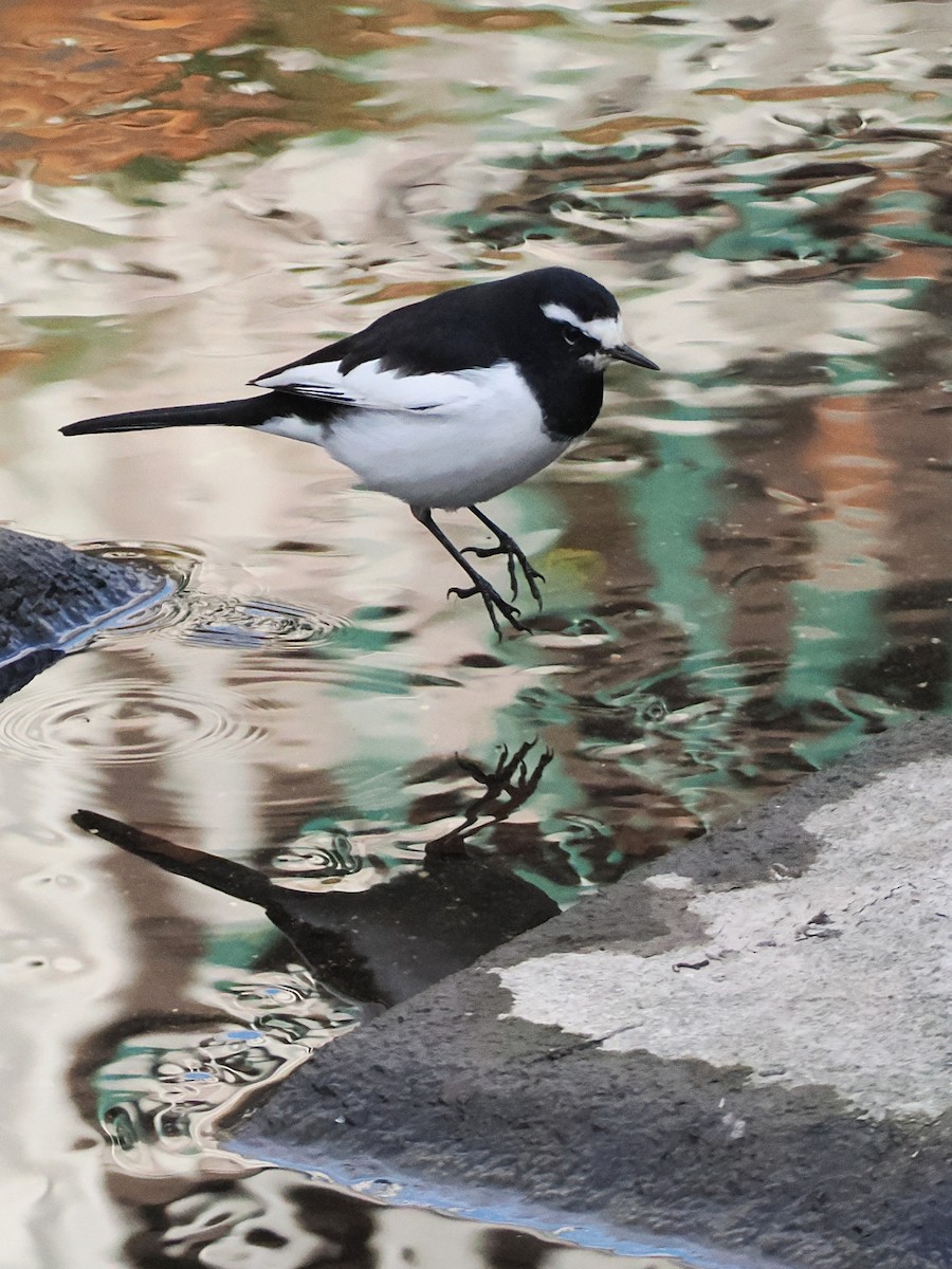 Japanese Wagtail - ML646441459