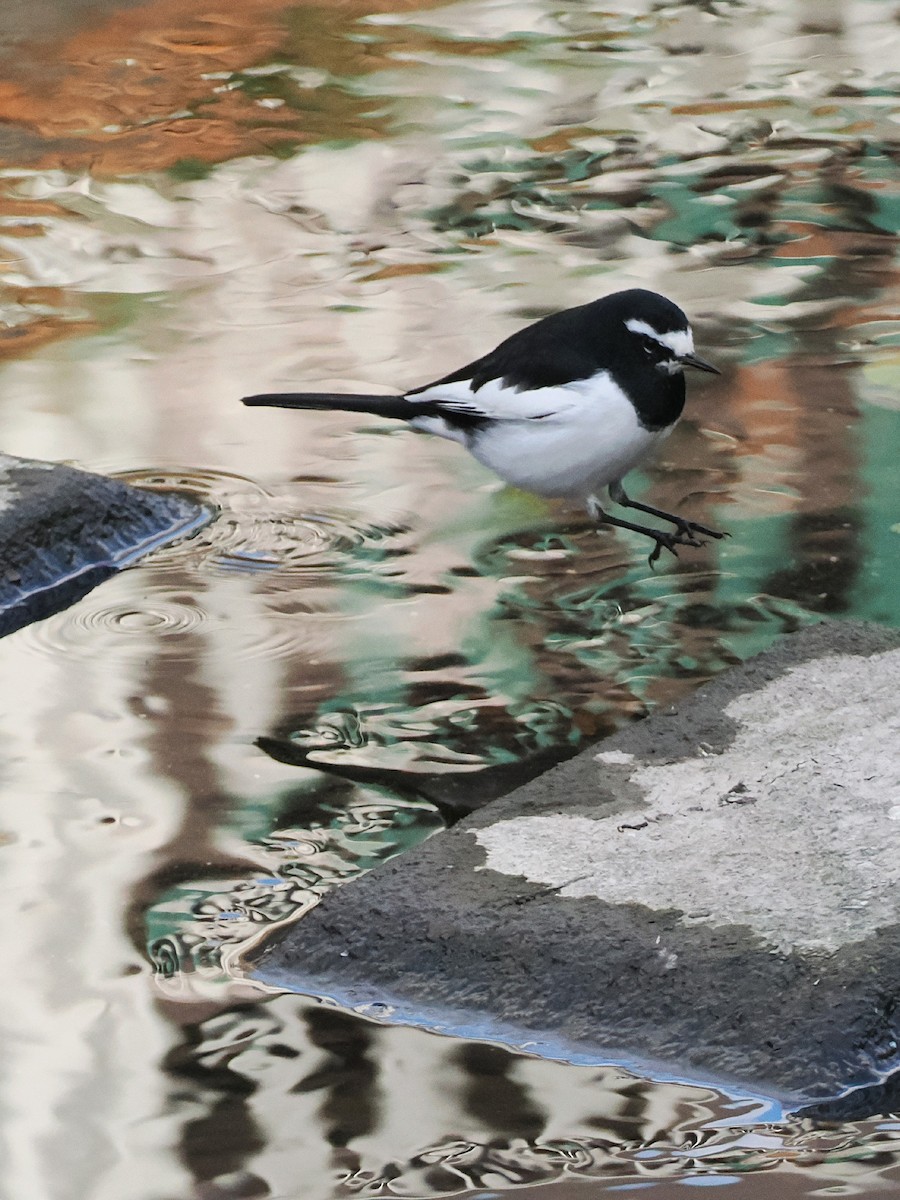 Japanese Wagtail - ML646441460