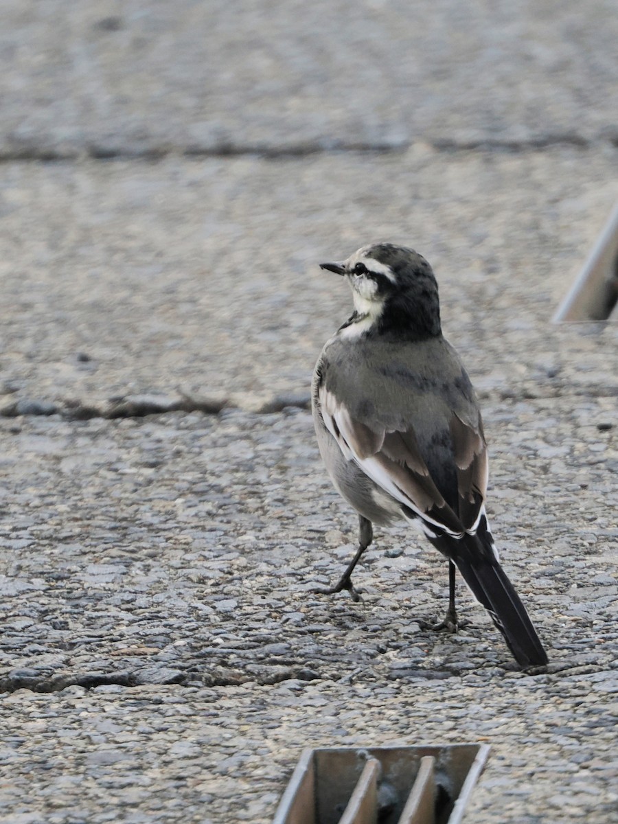 Japanese Wagtail - ML646441461