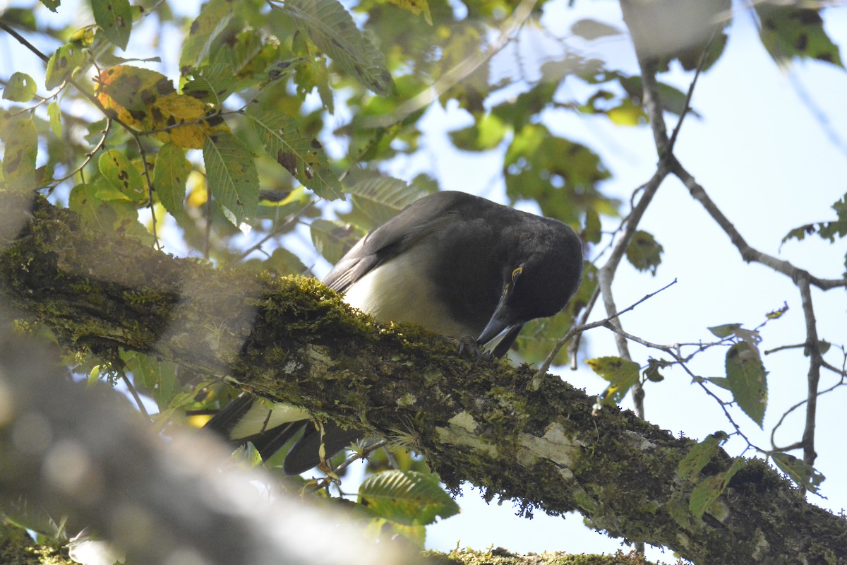 Brown Jay - ML646441462