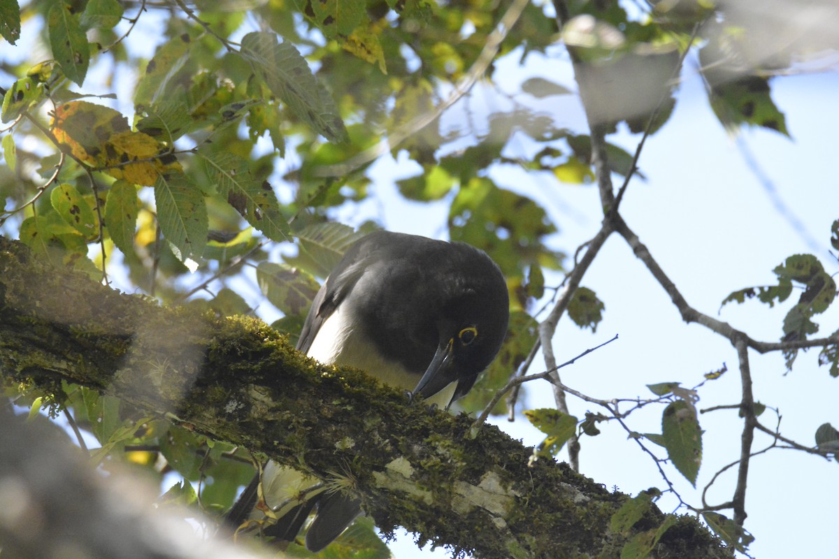 Brown Jay - ML646441463