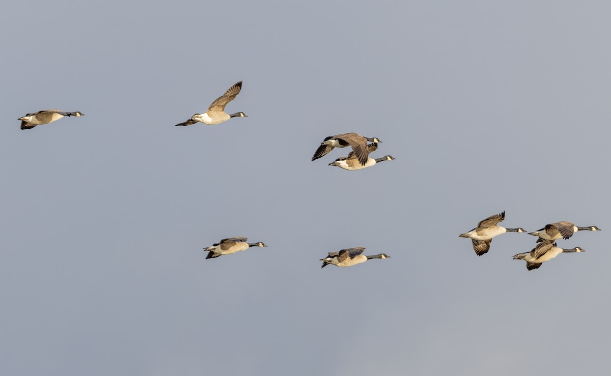 Canada Goose - ML646441464