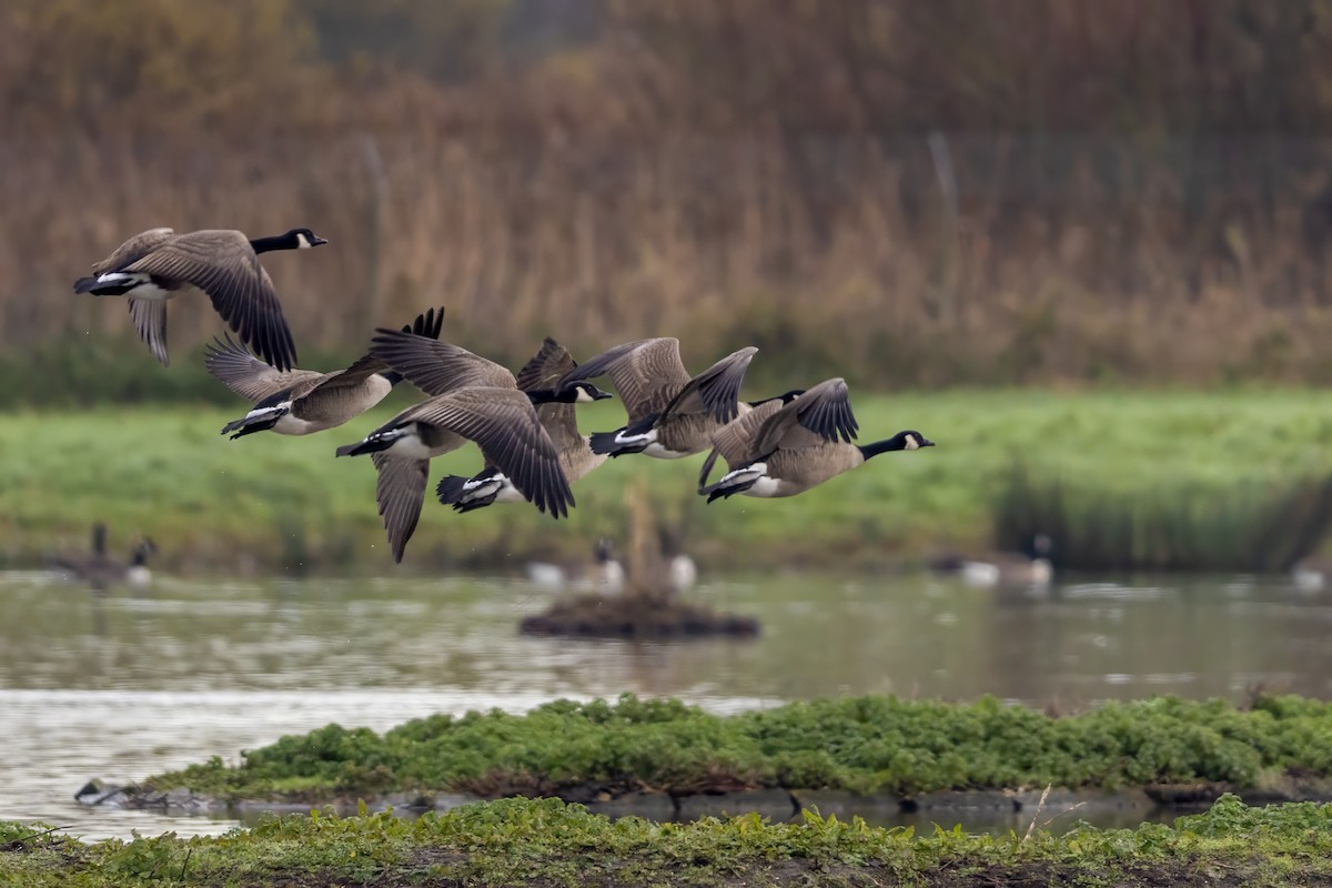 Canada Goose - ML646441465