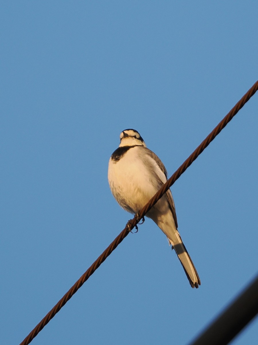 White Wagtail - ML646441466