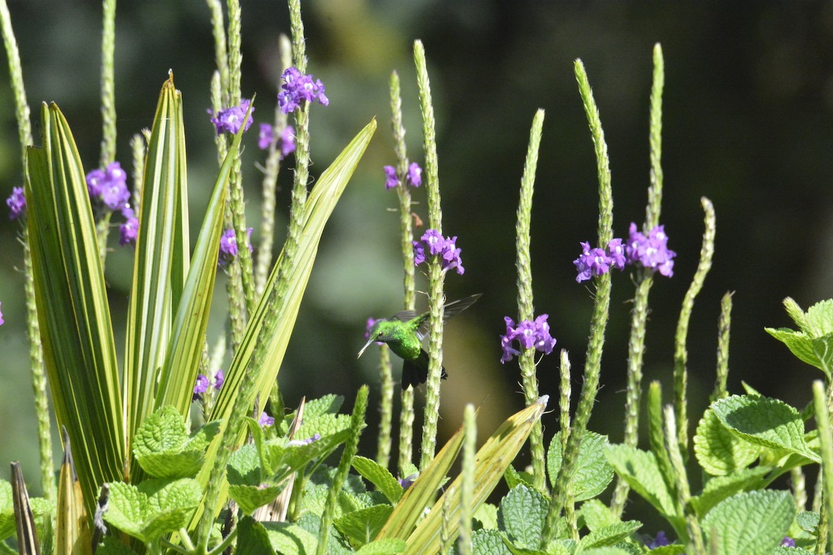 Garden Emerald - ML646441467