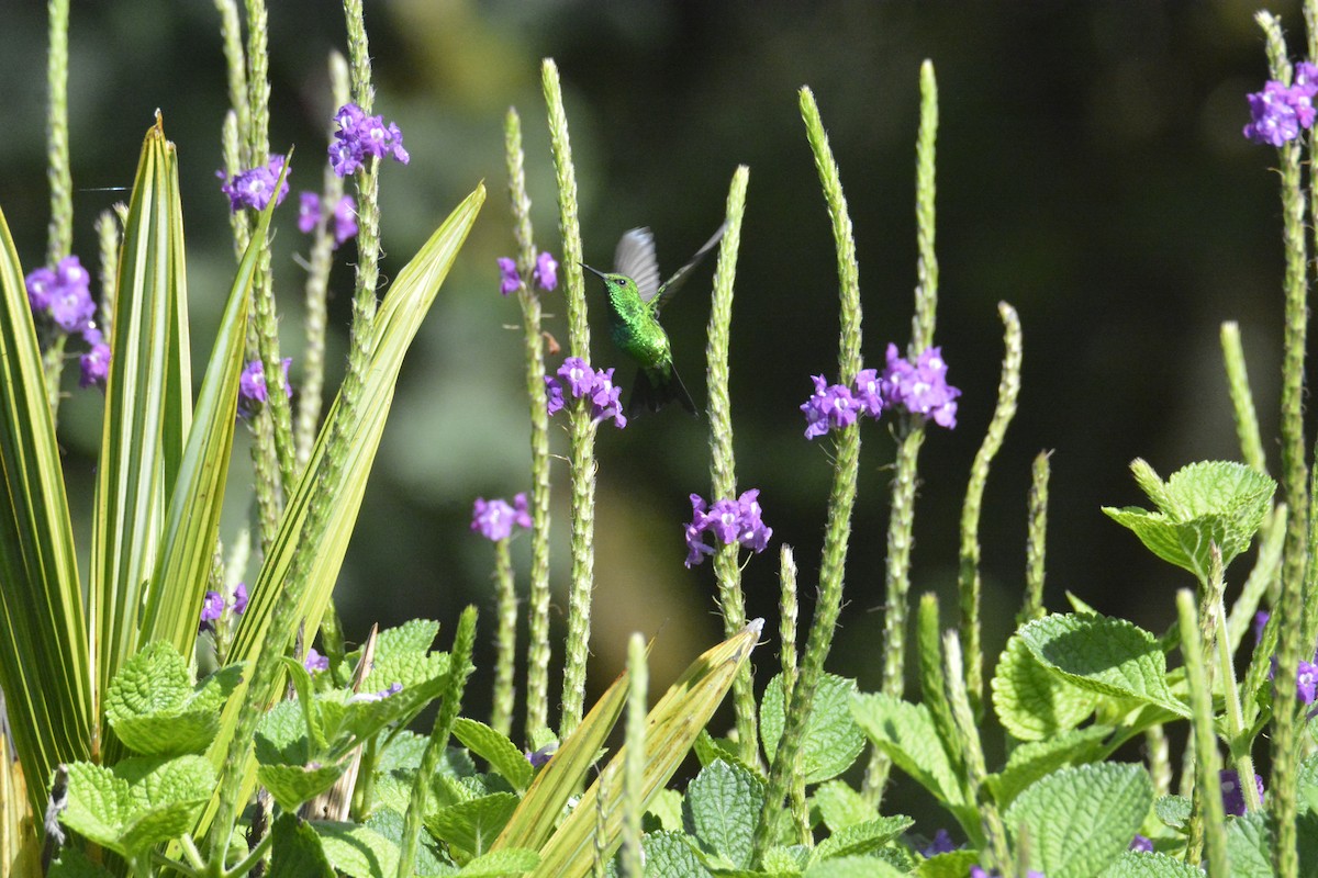 Garden Emerald - ML646441468