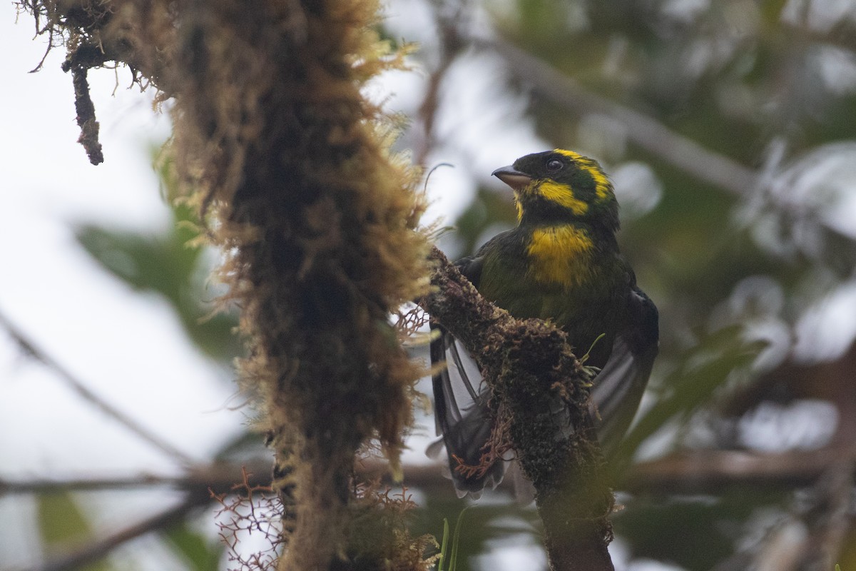 Gold-ringed Tanager - ML646441469