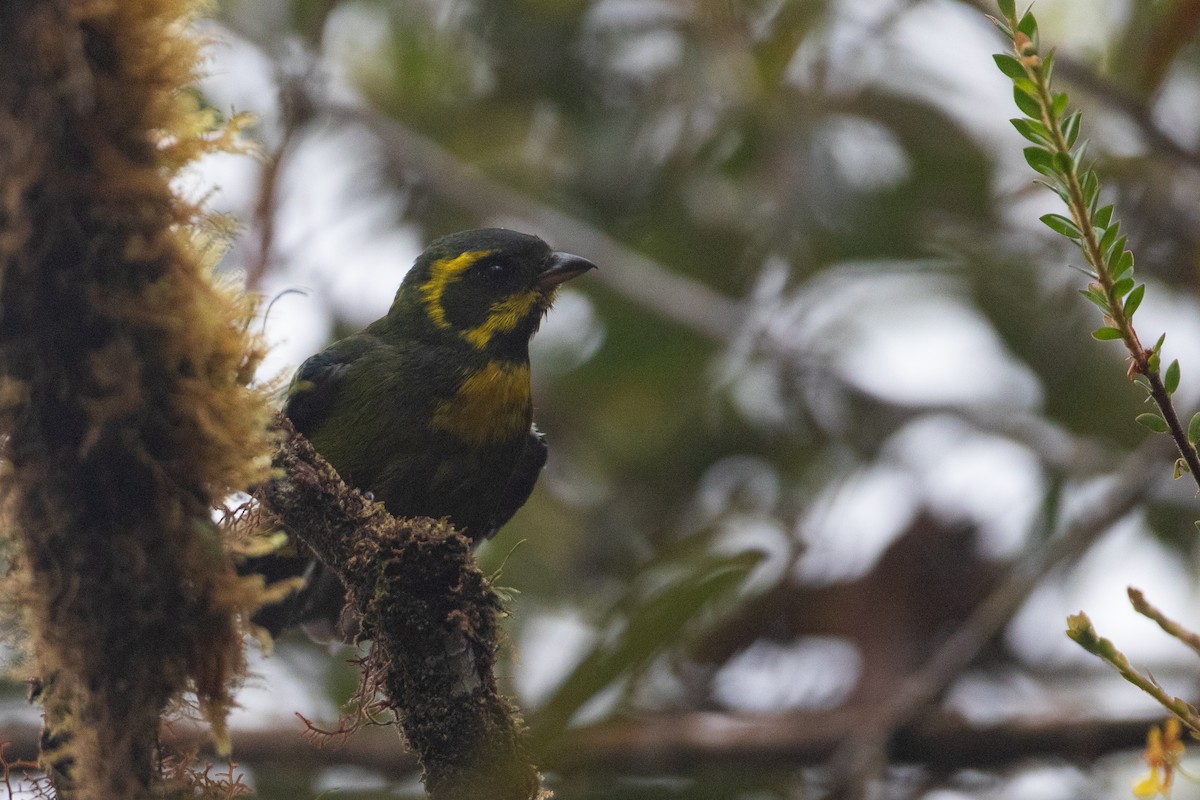 Gold-ringed Tanager - ML646441470