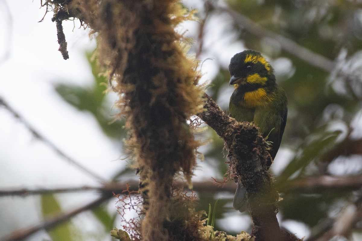 Gold-ringed Tanager - ML646441471