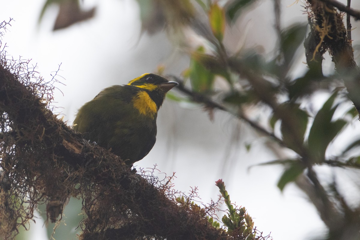 Gold-ringed Tanager - ML646441472