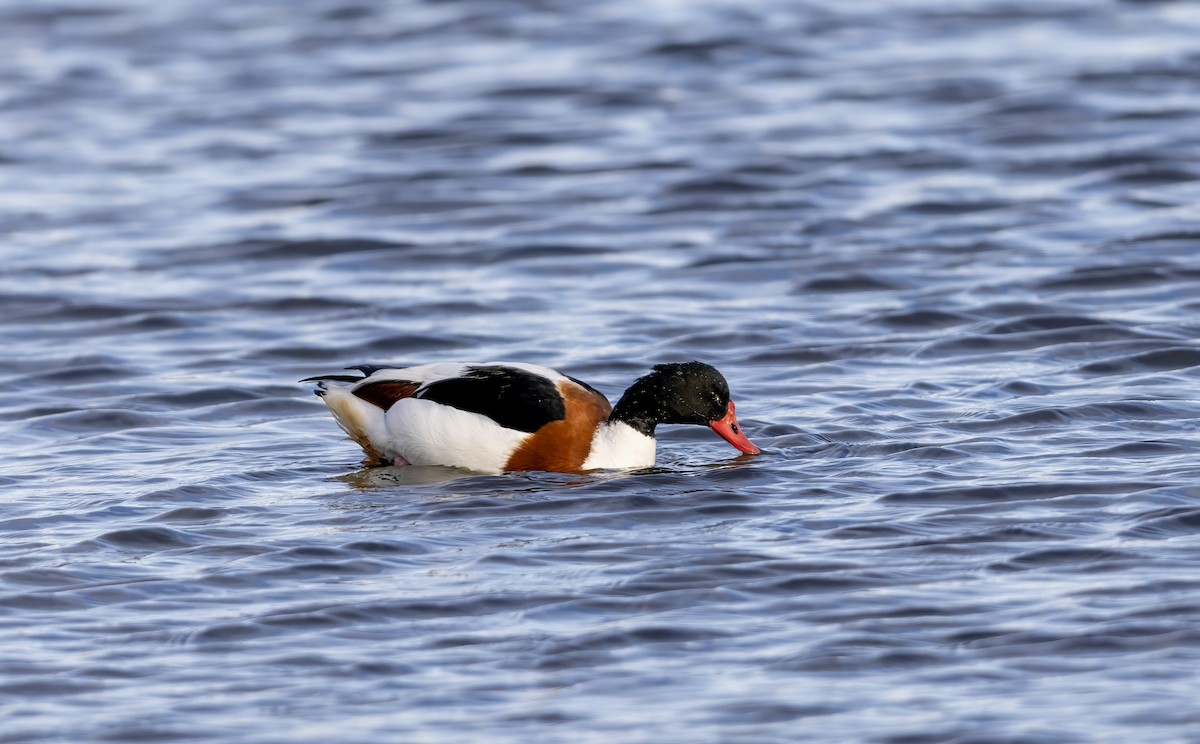 Common Shelduck - ML646441473
