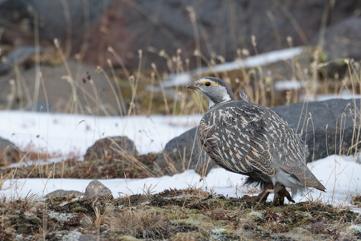 Caucasian Snowcock - ML646441477