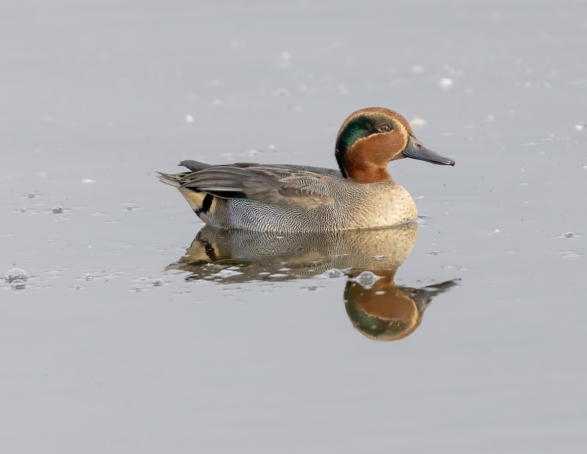 Green-winged Teal (Eurasian) - ML646441478