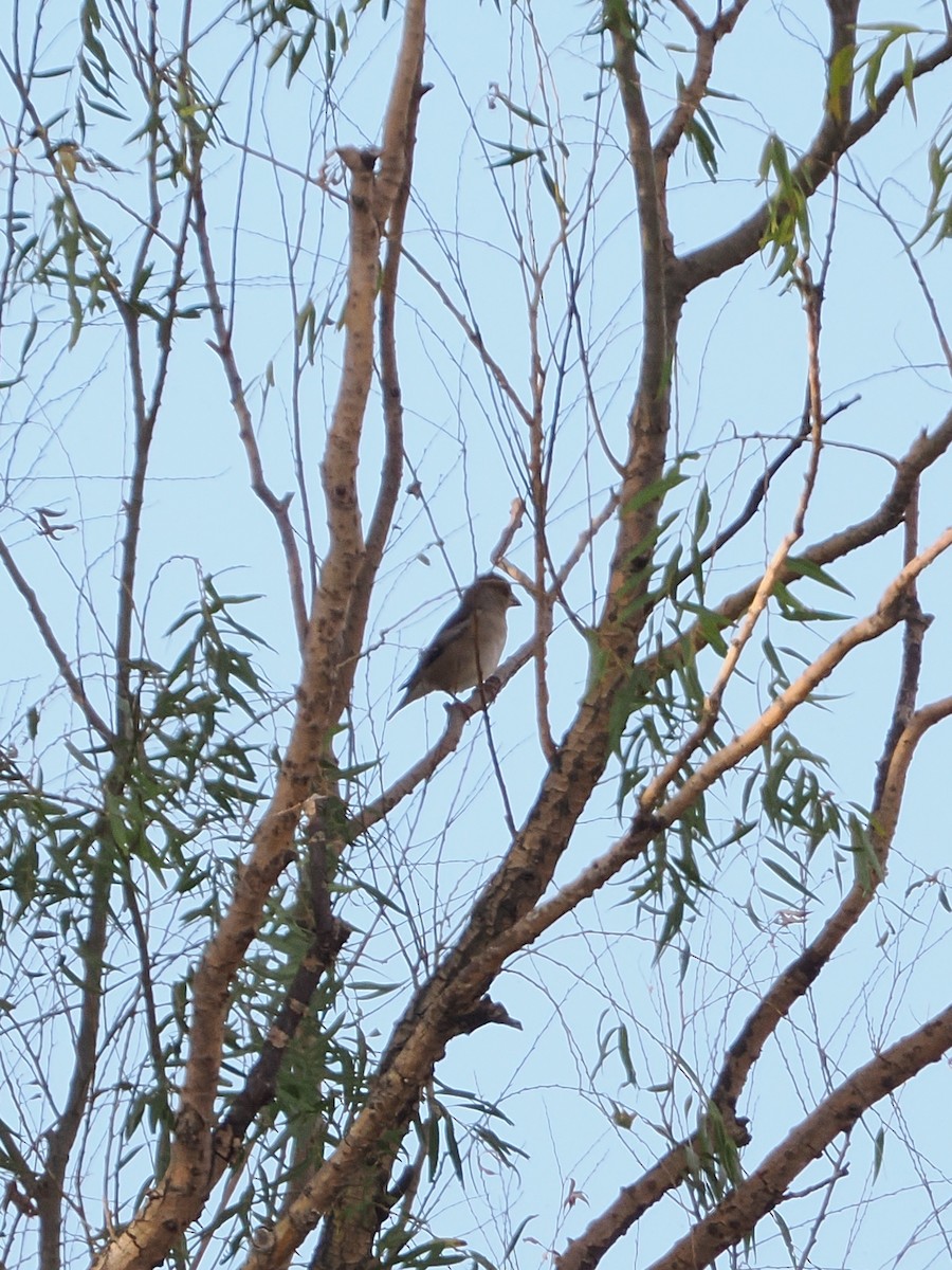 Hawfinch - ML646441481