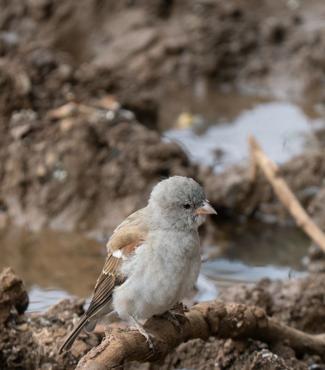 Southern Gray-headed Sparrow - ML646441482