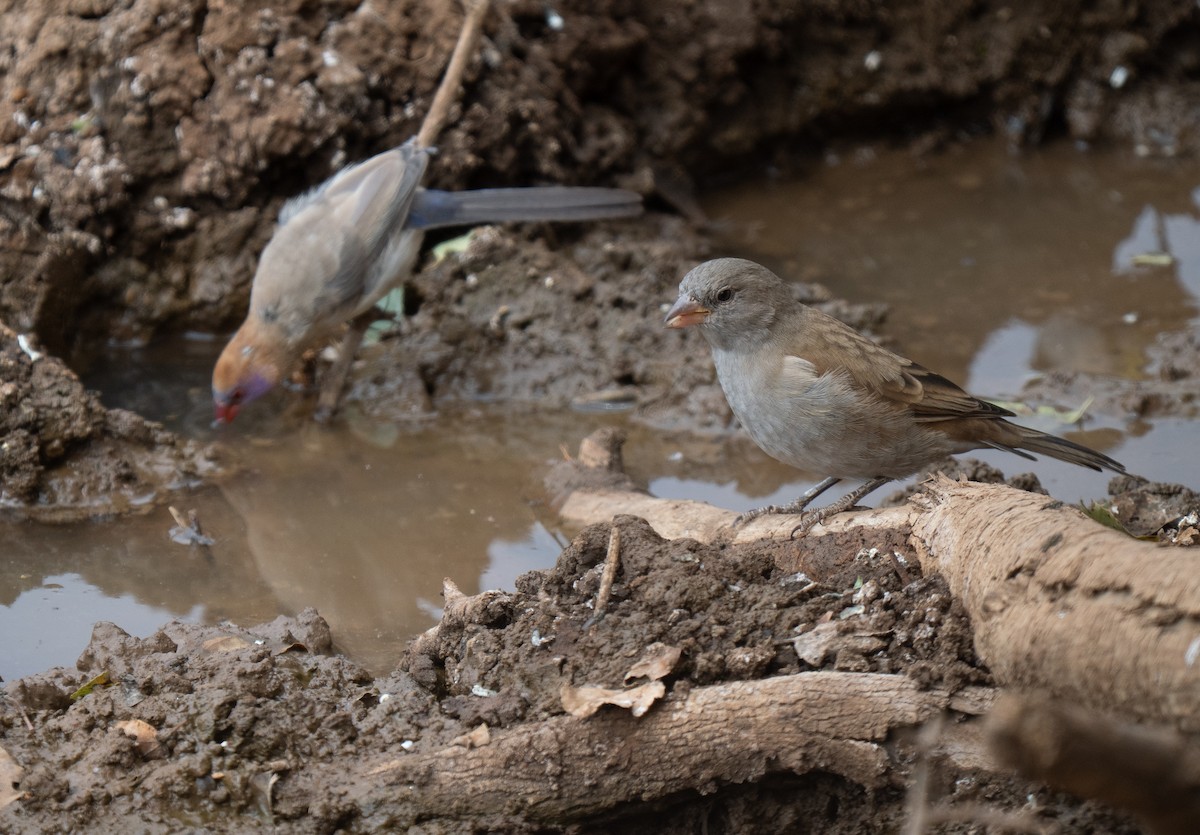 Southern Gray-headed Sparrow - ML646441484