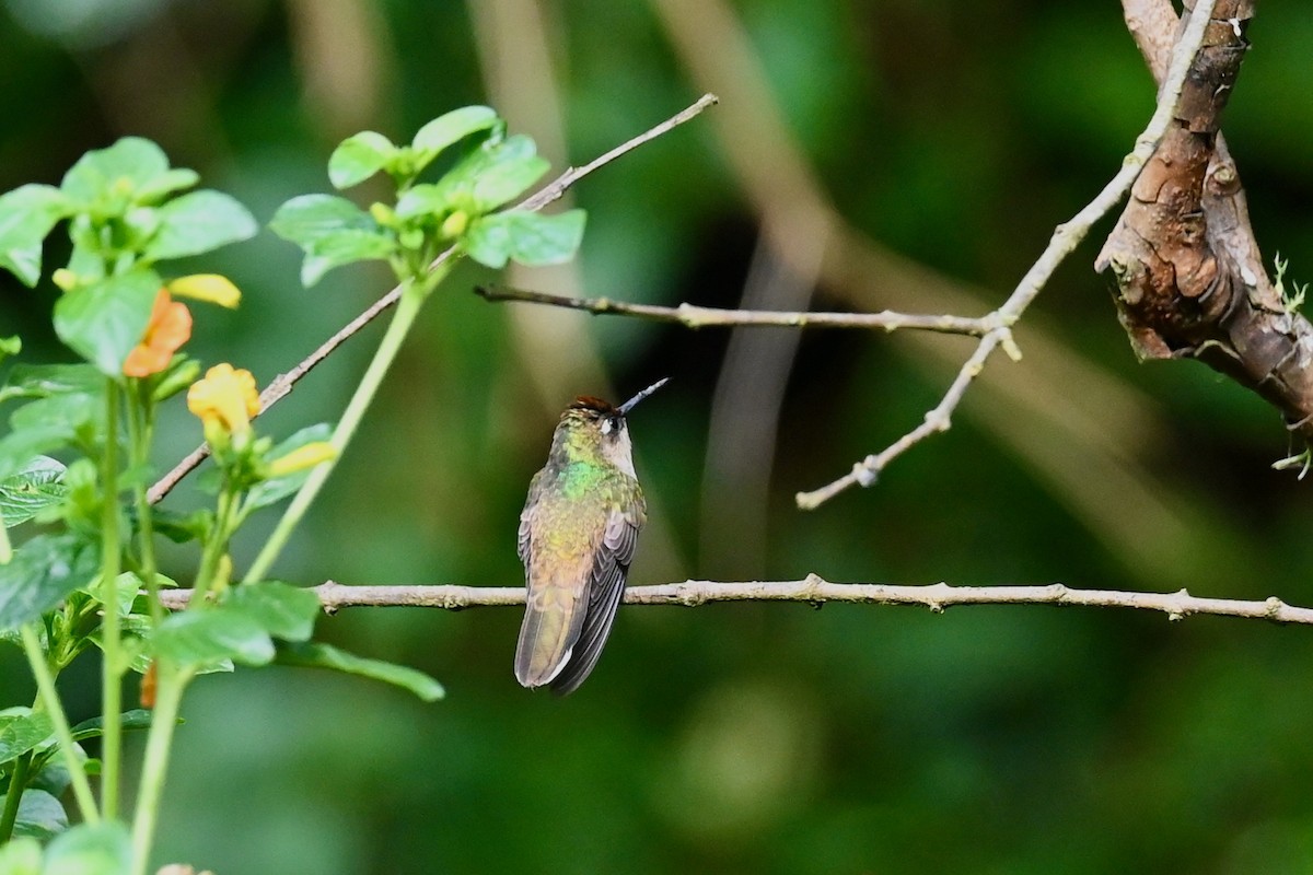 Tolima Blossomcrown - ML646441488