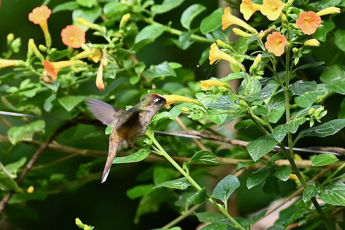 Tolima Blossomcrown - ML646441489