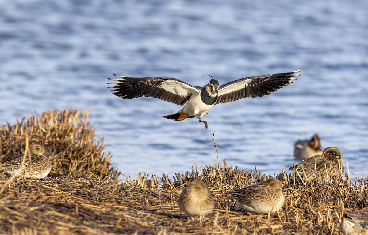 Northern Lapwing - ML646441495