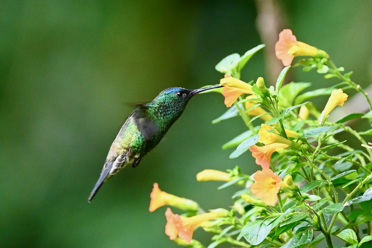 Indigo-capped Hummingbird - ML646441496
