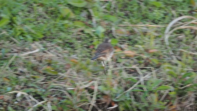 斑點鶇 - ML646441497