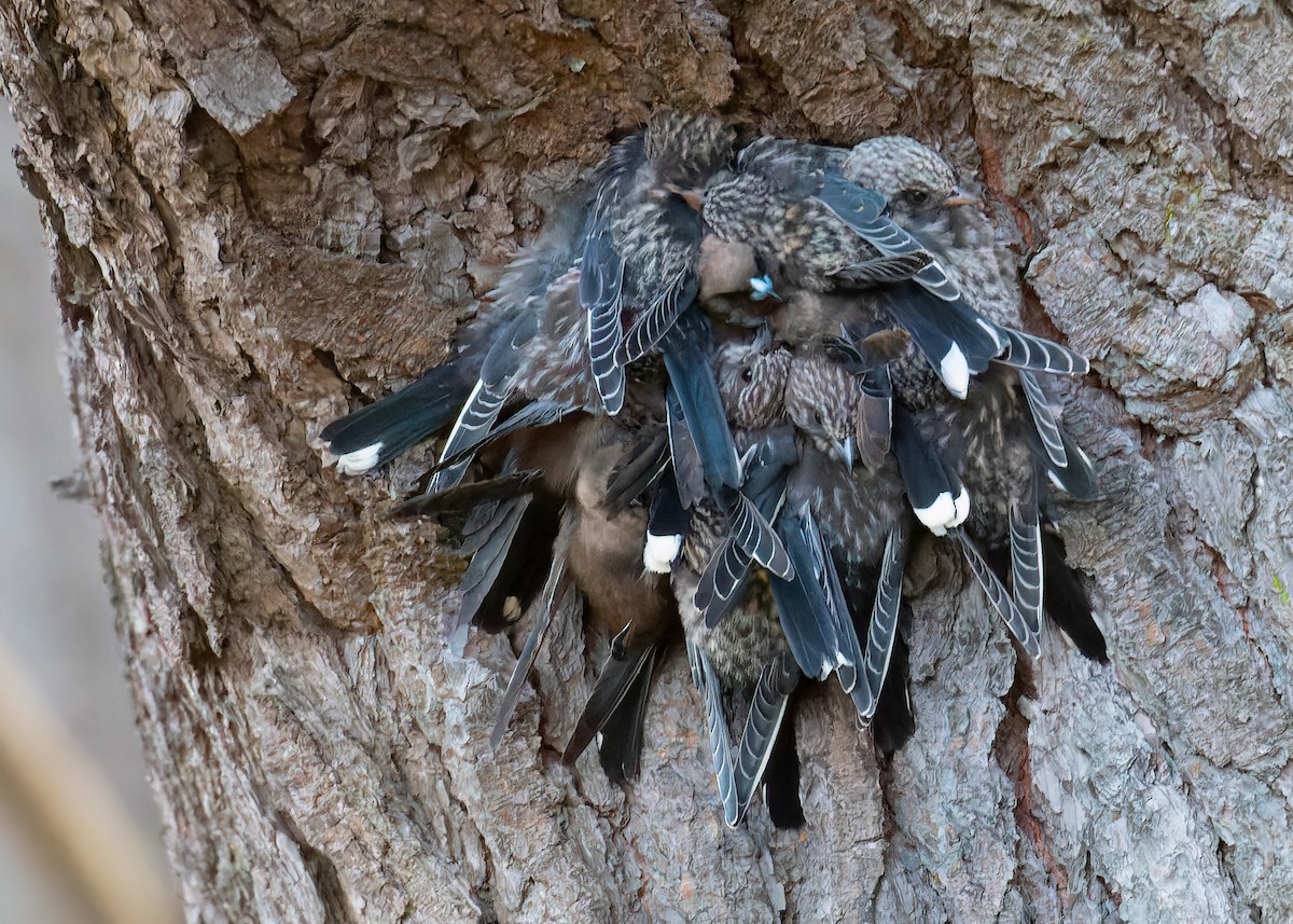 Dusky Woodswallow - ML646441498