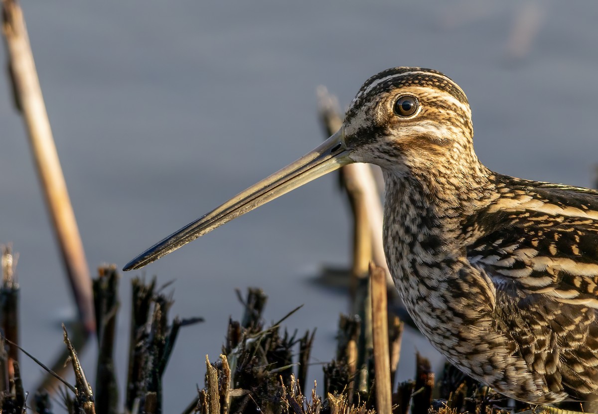 Common Snipe - ML646441499