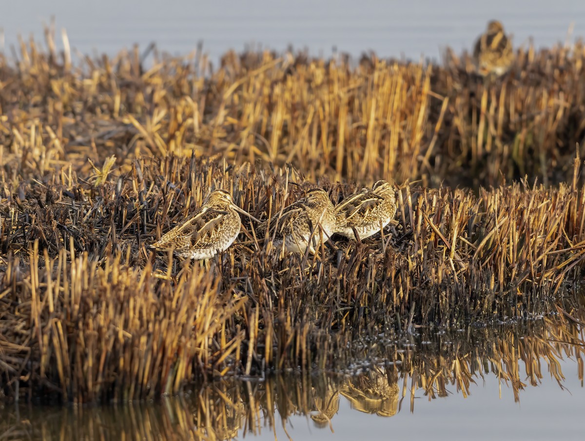 Common Snipe - ML646441500