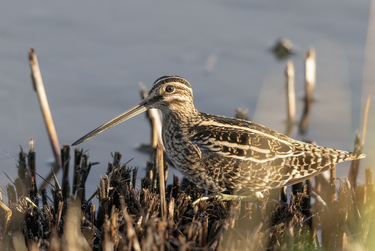 Common Snipe - ML646441501