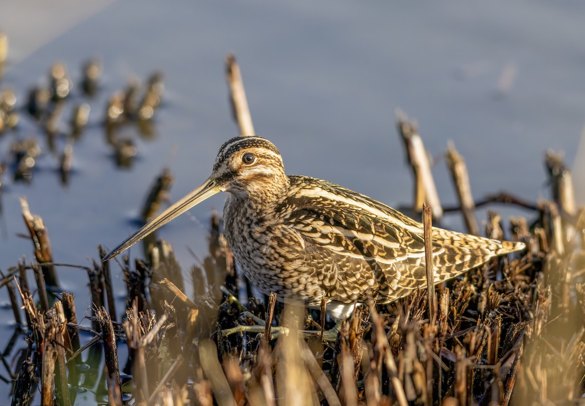 Common Snipe - ML646441502