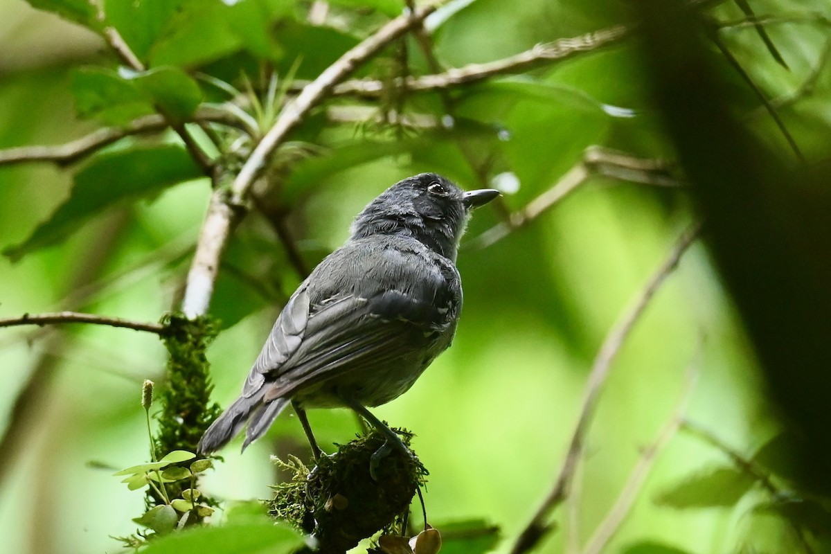 Plain Antvireo - ML646441503