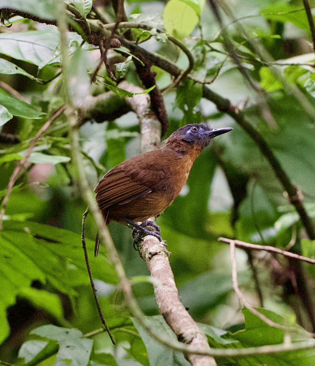Chestnut-backed Antbird - ML646441504