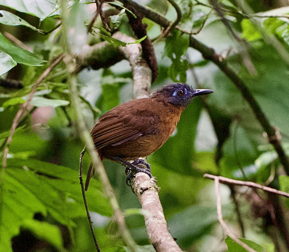 Chestnut-backed Antbird - ML646441505