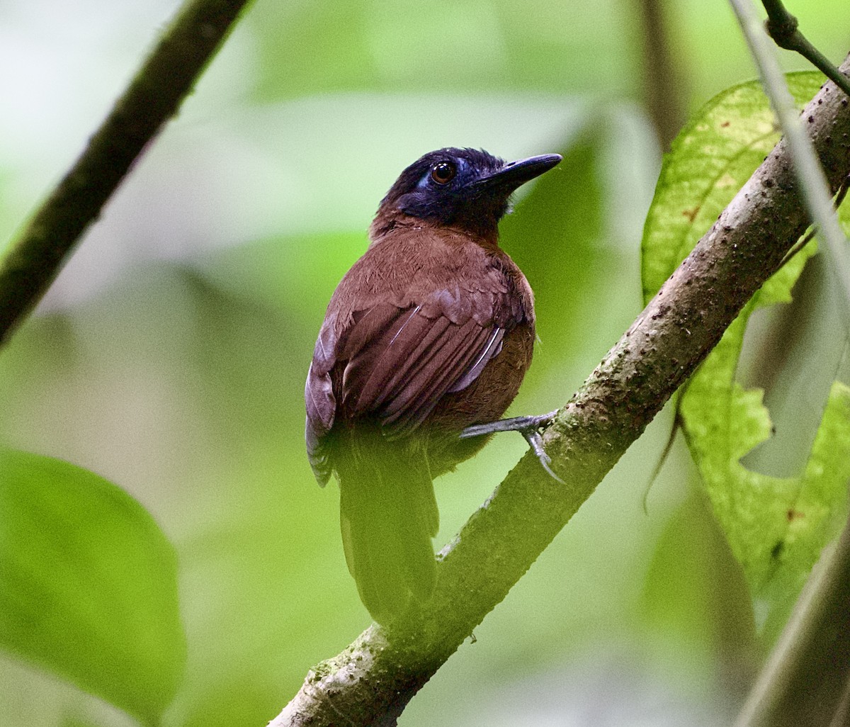 Chestnut-backed Antbird - ML646441506