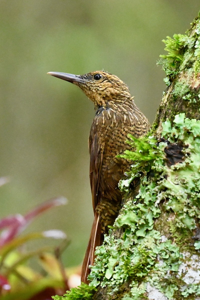 Black-banded Woodcreeper - ML646441507