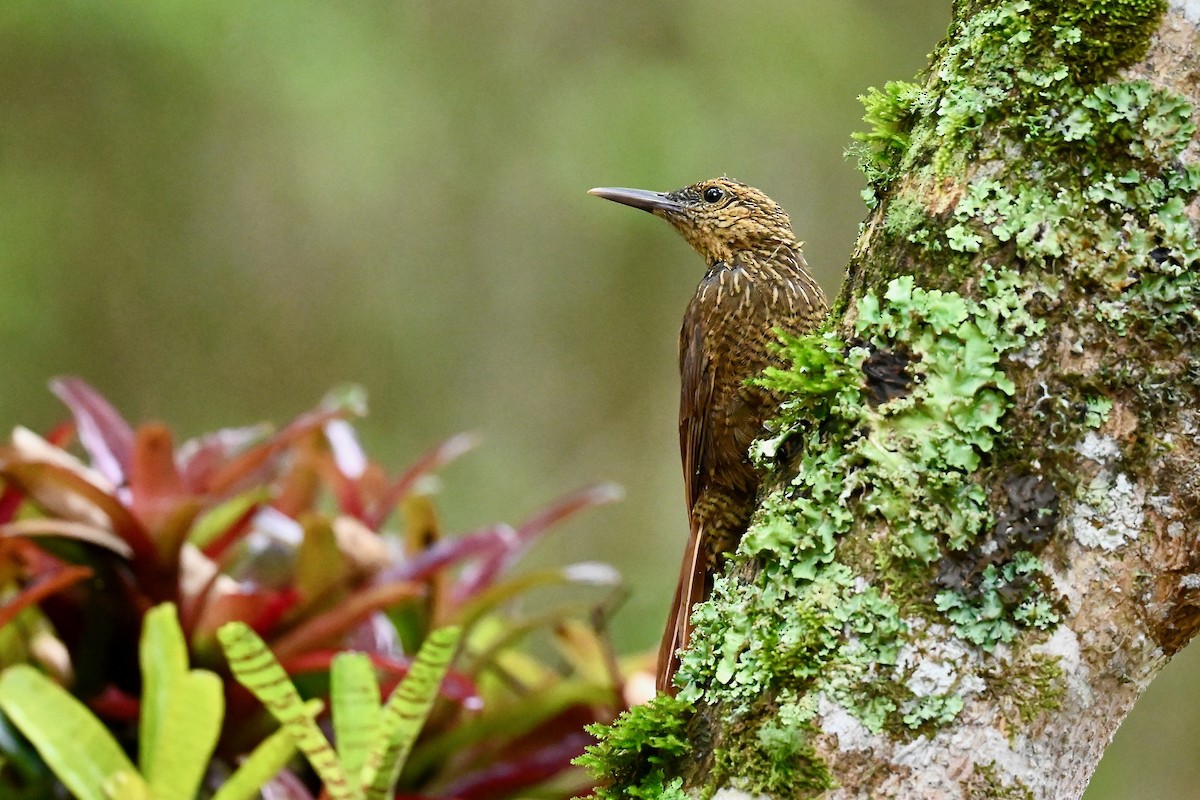 Black-banded Woodcreeper - ML646441508