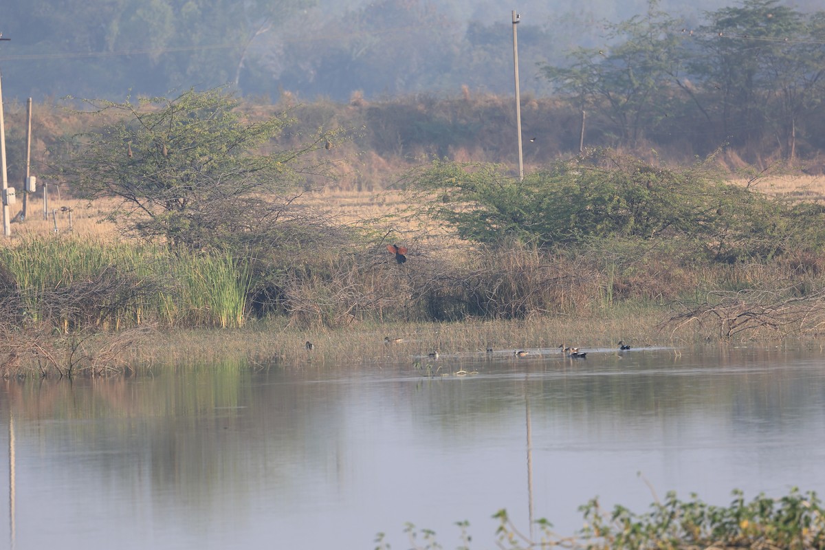 Indian Spot-billed Duck - ML646441509