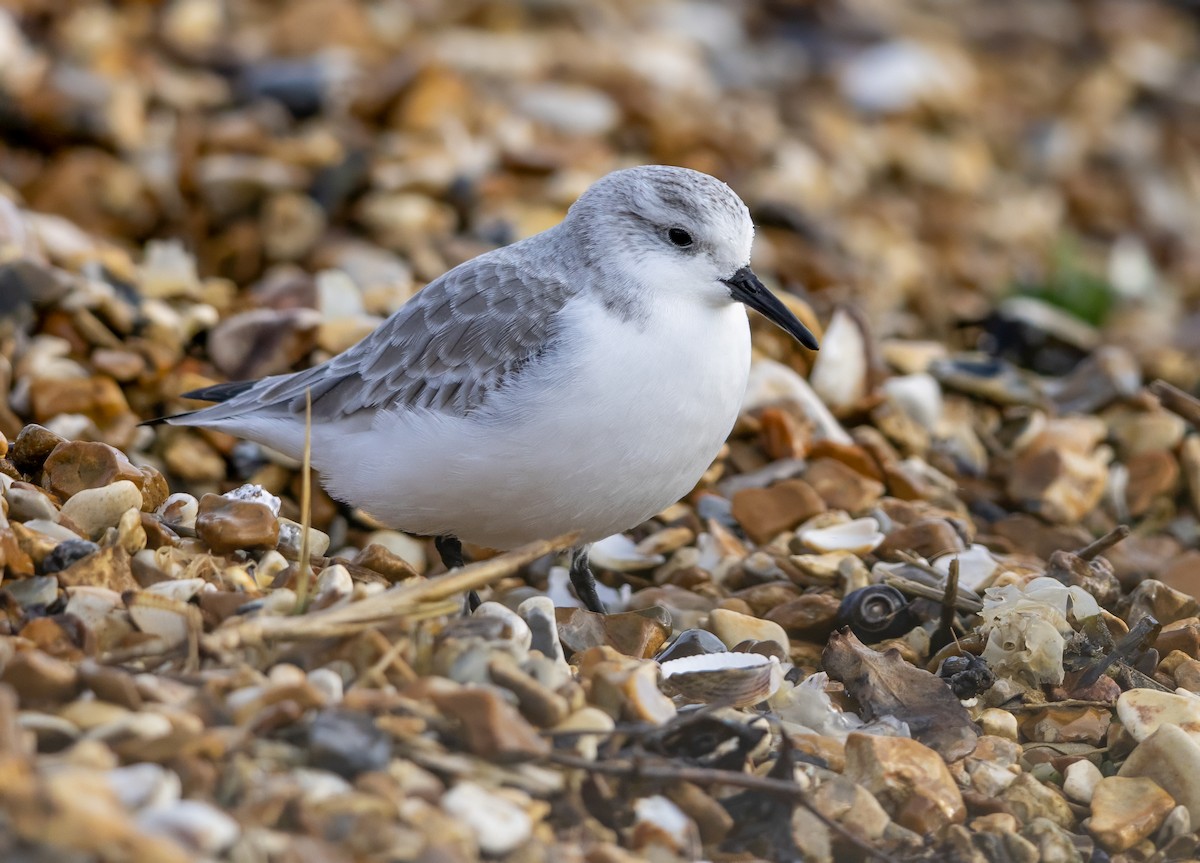 Sanderling - ML646441510